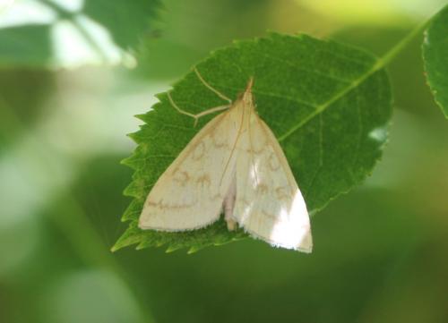 Udea lutealis